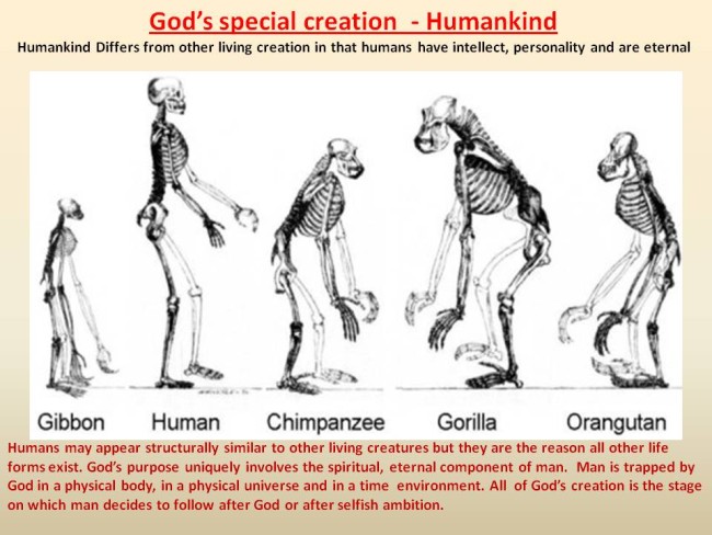 theoryoforganicevolution